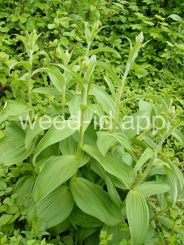 false-hellebore, green
